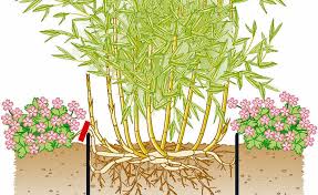 Der bambus im garten bietet einen schnell wachsenden immergrünen sichtschutz mit zarten blättern, halmen oder stöcken. Pin Auf Bambus