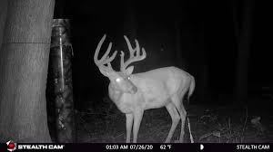 Vieilles mamies en rut grosse chatte de vieille mamie vieille mamie avec jeune. Whitetail Rut Archery Hunt 2021 Ohio United States Bookyourhunt Com