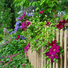 Clematis Along Our Fence Clematis Flowers Beautiful Flowers