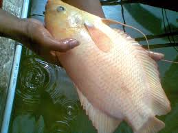 Jenis Gambar Dan Cara Memulai Budidaya Ikan Gurame Gurami Di Kolam Terpal Info Terbaru 2016 Ikan Gambar