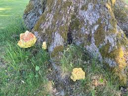 Image result for site:byggahus.se svamp