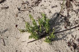 Image result for Fuirena sagittata