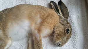 My Heart Has Joined The Thousand For My Friend Stopped Running Today R Rabbits