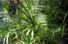 Image result for Cyperus amauropus
