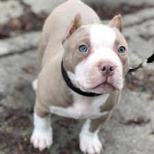 Pitbull puppies with red noses also have premium prices. Pin On Pitbull Puppies For Sale