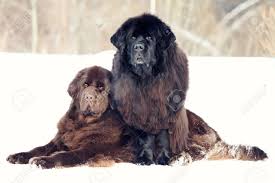 Der neufundländer ist ein riese unter den hunden. Zwei Neufundlander Liegen Winter Lizenzfreie Fotos Bilder Und Stock Fotografie Image 45324900