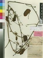 Image result for Tylosema fassoglensis