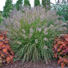 Maybe you would like to learn more about one of these? Pennisetum Alopecuroides Desert Plains Pp20751 Walters Gardens Inc
