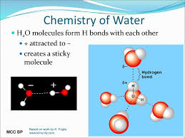 • surface tension caused by molecular sticky molecules attractions c the buoyant force is the same on each, since both fish have same volume so displace the same amount of water. Water The Elixir Of Life Ppt Download