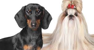 Maybe you would like to learn more about one of these? Shih Tzu Dachshund Mix A Small Dog With A Big Personality