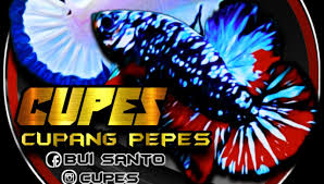 Cara mahir budidaya cupang hias, bisa jual cupang 20 juta per ekor. Cupang Avatar Viral Shopping Retail Bekasi 4 Photos Facebook