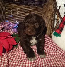 Adopt a german shorthaired pointer puppy today! German Shorthaired Pointer Poodle Standard Mix Puppy For Sale In Sugarcreek Oh Adn 57921 On Pup German Shorthaired Pointer Puppies For Sale Standard Poodle