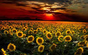 We did not find results for: Sunflower Sunset 1 Siko