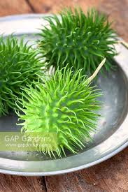 Image result for Cucumis anguria