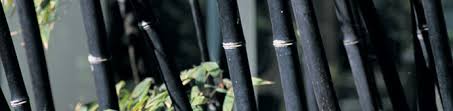 You probably don't have the time to wait around for your bamboo to produce seeds. Bamboo Weed Control Thompson Morgan