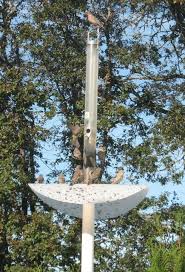 Bird Feeder Pole With Squirrel Baffle Don S Squirrel Proof Bird Feeder Pole Squirrel Proof Bird Feeders Bird Feeders Backyard Birds Feeders