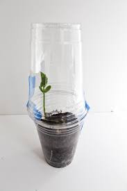 Spring is here which means it is time to get every spring my kids and i enjoy starting our garden seeds growing in our homemade it is super simple to make your own little greenhouse and a good lesson in science for your kids to watch. Diy Mini Greenhouse A Quick Kids Craft Alaska Knit Nat