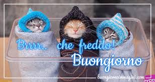 Gattini Copertina Cuffia Freddo Buongiorno Buongiorno Immagini Buongiorno Divertente
