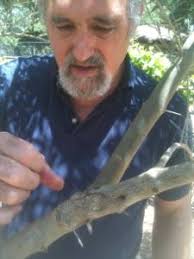 Sustainable Olive Production in Florida