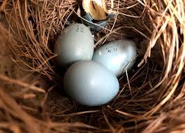 Rosary robins egg blue crystal beads catholic religious christian jesus vintage. Eggstraordinary Stories Cleveland Museum Of Natural History