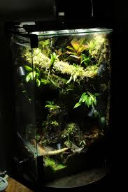 29 Vert Build Vivarium Dart Frog Vivarium Build A Terrarium