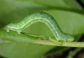 Image result for Trichopteryx