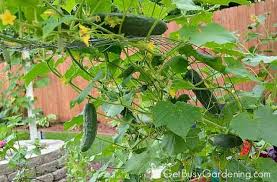 You can use this cucumber trellis, obviously, for growing cucumbers. Cucumber Trellis Diy How To Make A Cucumber Arch Trellis Get Busy Gardening