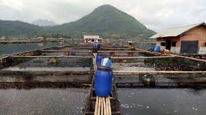 Puluhan Ton Ikan Di Waduk Jatiluhur Mendadak Mati Diduga Ini Penyebabnya Tribunnews Com Mobile