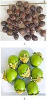 Image result for Diospyros mespiliformis