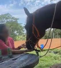 Mulher grava vídeo dando cerveja a cavalo e acaba multada em R$ 3 mil por  maus-tratos, em Pirapozinho; veja a cena | Presidente Prudente e Região | G1