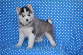 Find puppies in your area and helpful tips and info. Pine Ridge Pomskies Review Florida Pomsky Breeders Pomsky Pup