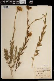 Image result for Callilepis laureola