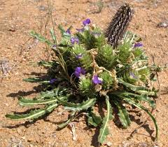 Image result for Acanthopale pubescens