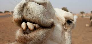 The al dhafra camel festival, abu dhabi is a major attraction for people across the gulf region. Saudi Arabia Archives Green Prophet
