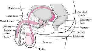 Posted by admin posted on desember 05, 2019 with no comments. Structure Of The Male Reproductive System Men S Health Issues Merck Manuals Consumer Version