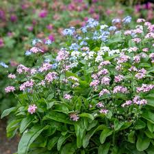 Image result for Limeum myosotis