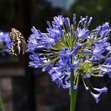 Image result for Agapanthus africanus