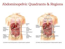 Just as maps are normally oriented with north at the top, the standard body map, or anatomical position, is that of the body standing upright, with the feet at shoulder width and parallel. Anatomical Terminology Ppt Download
