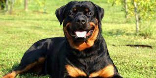 Rottweiler Rottweiler Temperament Rottweiler Rottweiler Puppies