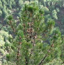 Image result for Pinus