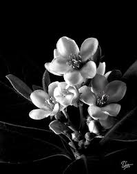 Black And White Flower Photography Indian Hawthorn In Black And White By Endre Balogh Flowers Photography Black And White Flowers Black And White Photographs