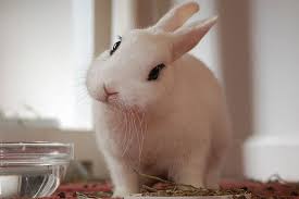 We did not find results for: S S Petunia Listing Hard To Port Rabbit Breeds Blanc De Hotot Rabbit Rabbit Breed