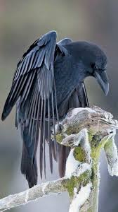Black Bird With Orange Shoulders Norm T Google Raven Bird Beautiful Birds Black Bird