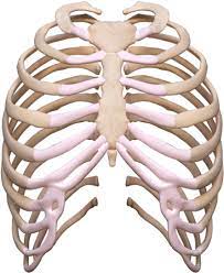 Use these free rib cage png #1159 for your personal projects or designs. Download Rib Cage Rib Png Image With No Background Pngkey Com