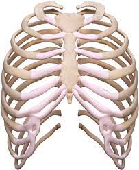 Download the rib cage png on freepngimg for free. Download Rib Cage Rib Png Image With No Background Pngkey Com