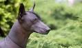 Xoloitzcuintli Dog Breed Information and Pictures