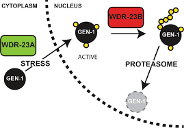 Wdr stands for wide dynamic range, is a technology used on video cameras to compensate problems with light exposure. Nuclear And Cytoplasmic Wdr 23 Isoforms Mediate Differential Effects On Gen 1 And Skn 1 Substrates Scientific Reports