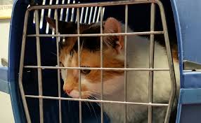 Symptome de premièrement pestilence vih. Le Lymphome Felin Cancer Frequent Du Chat Causes Symptomes Traitement