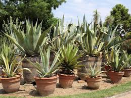Image result for Agave