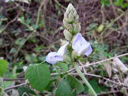 Image result for Psophocarpus scandens